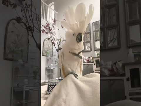 umbrella #cockatoo #dancing on his #favorite #song #enjoy #happy #shorts#like#viral #subscribe#relax