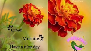 Good Morning Have A Nice Day gif What’s Up Status Video | Morning Images | #morningstatus 👍