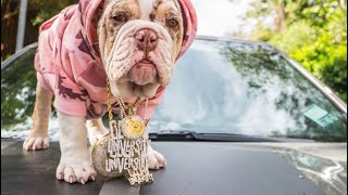 Chief Keef new signed dog 😂