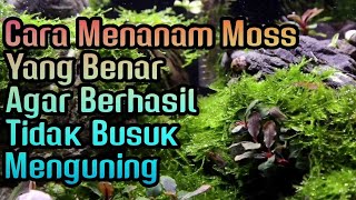 Download lagu Banyak Yang Salah!!Cara Menanam Moss Aquascape Agar Tumbuh Maksimal tidak Menguning atau Busuk mp3