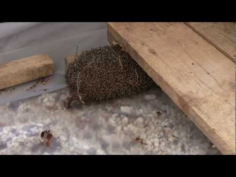 Hedge hog   Camping Ulika   16 sept 2012