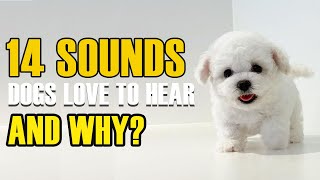 Top 14 Sounds Dogs Love and Why They Love Them