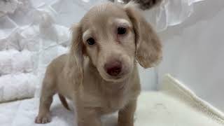 ミニチュアダックスの動画01