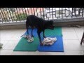 Twerking Rottweiler Slow Motion