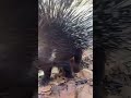 Bonita. No, I didn’t actually get quilled just jokes 😂 #porcupine #animals #cute #quill #trend