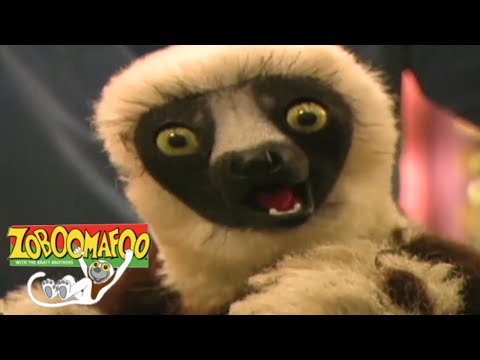 🐒 Zoboomafoo 120 - Animal Daycare | HD | Full Episode🐒