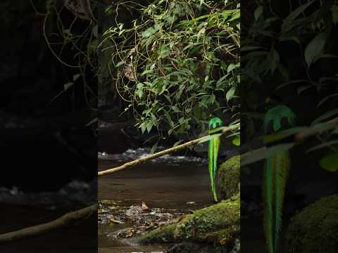 Resplendent Quetzal bathing in San Marcos, Guatemala #birds #nature #wildlife