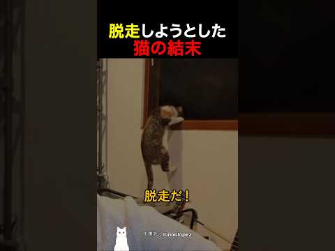 脱走しようとした猫の結末