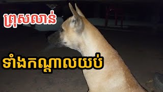 ឆ្កែនេះឲ្យទៅមានមនុស្សចូលផ្ទះព្រោះម្ចាស់គ្មានបានដេកទេ។