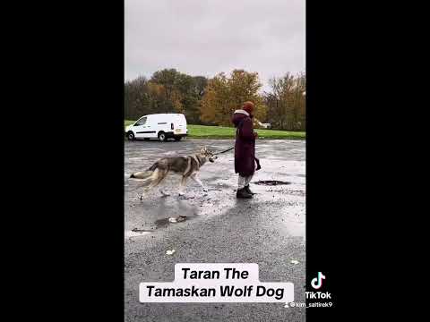Taran the Tamaskan Wolf Dog
