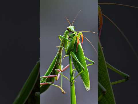 Praying Mantis and its Ultimate Hunting Skills #parasite #prayingmantis #insects