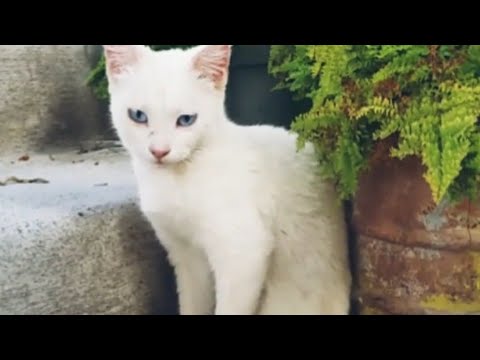 EL SIGNIFICADO DE LOS GATOS BLANCOS