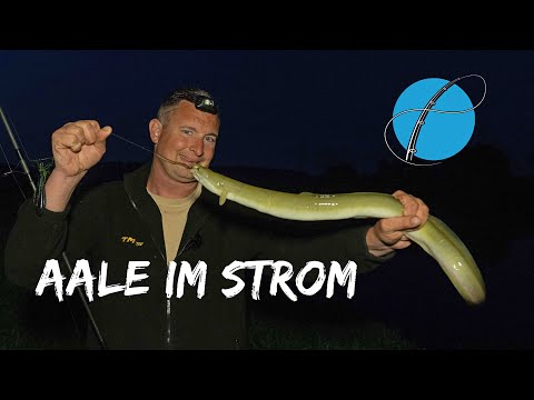 Harte Strömung und Harte Bisse - Aalangeln im Hauptstrom des Flusses