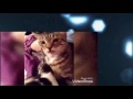Cat Gets A Nose Full
