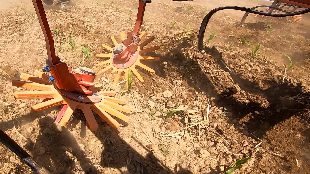 Killing Resistant Weeds In-Row with Tender Plant Hoes & Finger Weeders