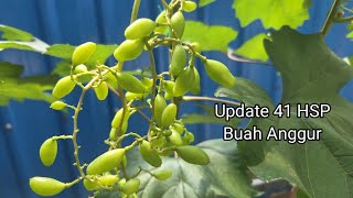 Re-Start Part#18 Update Perkembangan Pohon Anggur Import 41 HSP di Kebun Clarissa. 