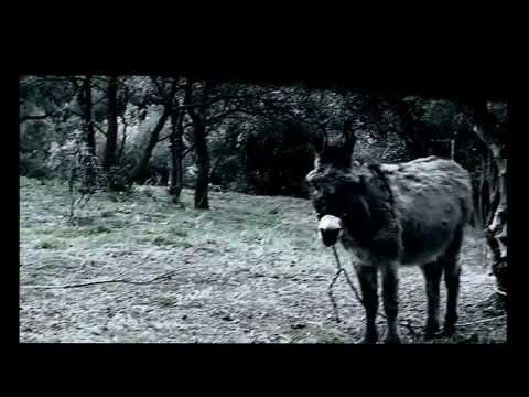 Bonzo - Wise Donkey (Video)