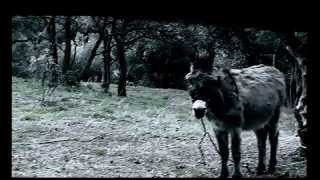 Bonzo - Wise Donkey (Video)