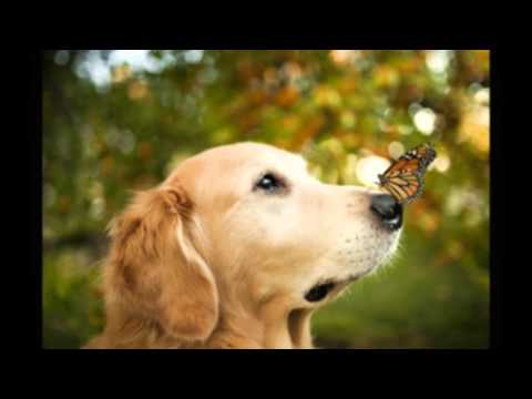 El amigo fiel del humano (PERROS)