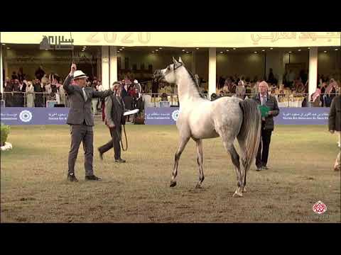 N.264 SULTAN ALENAYA - 2020 PSAIAHF Al Khalediah Show - Stallions 4-6 Years Old (Class 10A)