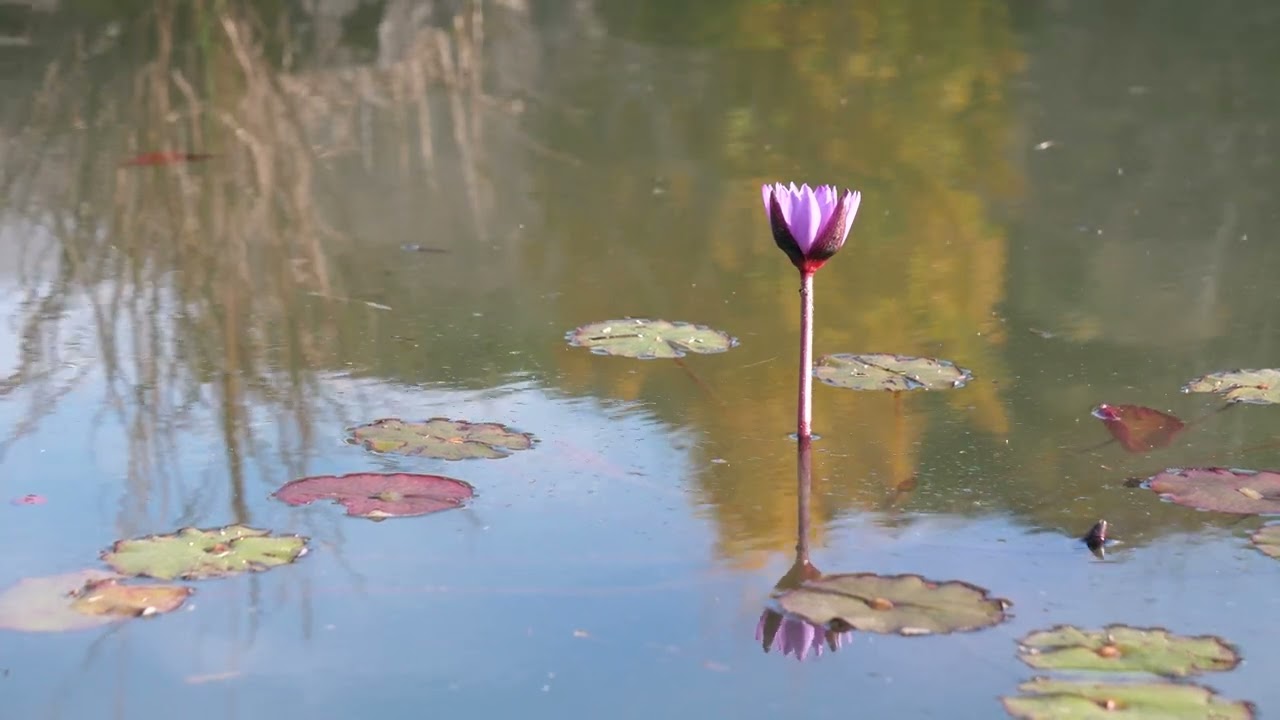 池と花／pond and flowers／f0109