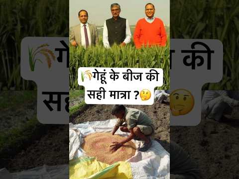 👉1 एकड़ में गेहूं का बीज कितना लेना है 🤔 #shorts