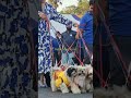 DOG SHOW Actress Namitha Pet Love Shitzu Dog Love