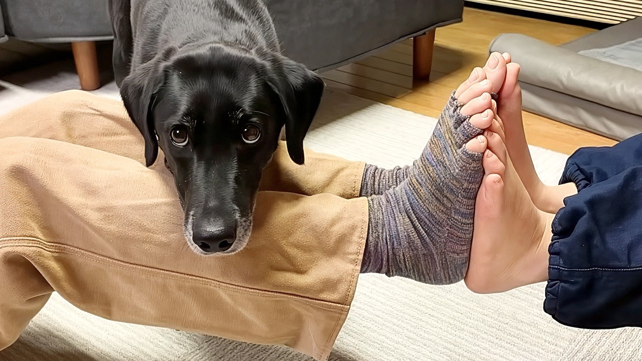 【犬Vlog】ハイテンション5秒前の犬。