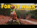 [NO ADS] Dog TV for Dogs 🐕 Virtual Dog Walk - Walking in the Forest 🌲 Calming Nature Sounds