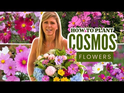 How to Plant Cosmos