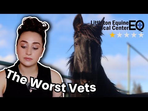 Lessons To Learn From My Horse’s Death