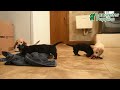 Miniature Dachshund dogs for sale: Sunburst  - Video 1
