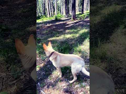 Iffy Feeling At This Spot We Stopped At 🤔 #marley #felt #it #too 🙏🏻