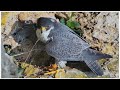 Falcon Lands on Side of Cliff-Great Spirit Bluff Cliff Cam-June 30, 2018