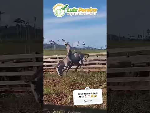 Esse merece qual nota? #Boiadeiro #Boibravo#Agro#Touro#Nelore#Vidanaroça #rodeio#montaria#cowboy
