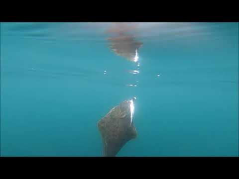 Saltstraumen Festival Vol. 1  2019