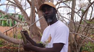 Making Moringa Oil - Papa Rozier Farms