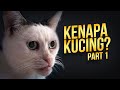 Yang 𝗠𝘂𝗻𝗴𝗸𝗶𝗻 Belum Kamu Ketahui Tentang Kucing 01 AlamSemenit