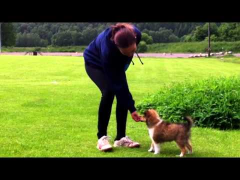 2012-06-12 - Agility and puppy fun