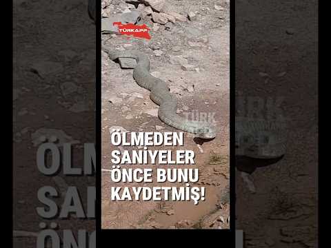 🛑Dağ Başında Bulunan Cesedin Son Videosu... #şokedici #olay #viral #video #trending #snake #shorts