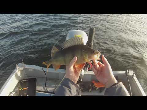 Merellä 17.10.2020. Toinen iso ahven westinin rapujigillä.