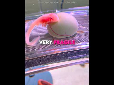 This Man Is a True SAVIOR 🦈♥️