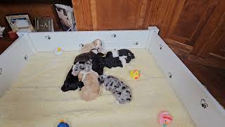 Video preview image #16 Bordoodle Puppy For Sale in CONWAY, MO, USA