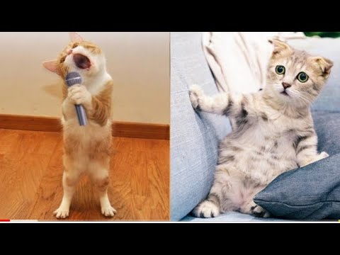Funny Cute Cat Reaction on Singing- Cats fail compilation. Funny Cats compilation.Try not to laugh