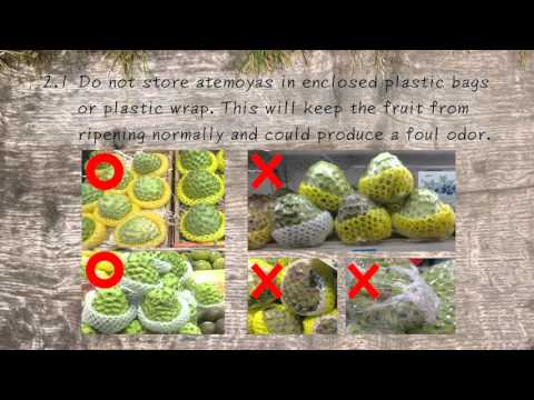 鳳梨釋迦的保鮮與食用秘訣宣傳影片 (英文版)