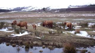 preview picture of video 'Easter Sunday Highland Cows Angus Scotland'