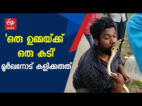മൂർഖനെ ഉമ്മ വയ്‌ക്കുന്നതിനിടെ പാമ്പ് പിടിത്തക്കാരന് കടിയേറ്റു