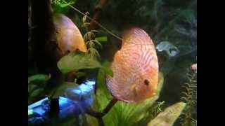 Discus pigeon con puntini bianchi al terzo giorno di cura