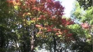 preview picture of video 'Autumn in Libertyville, IL'