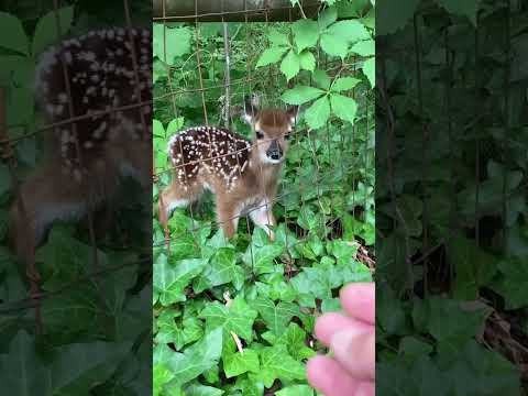 Deer always appear in random places#deer#animals#deertiktok #babydeer #crazyanimals